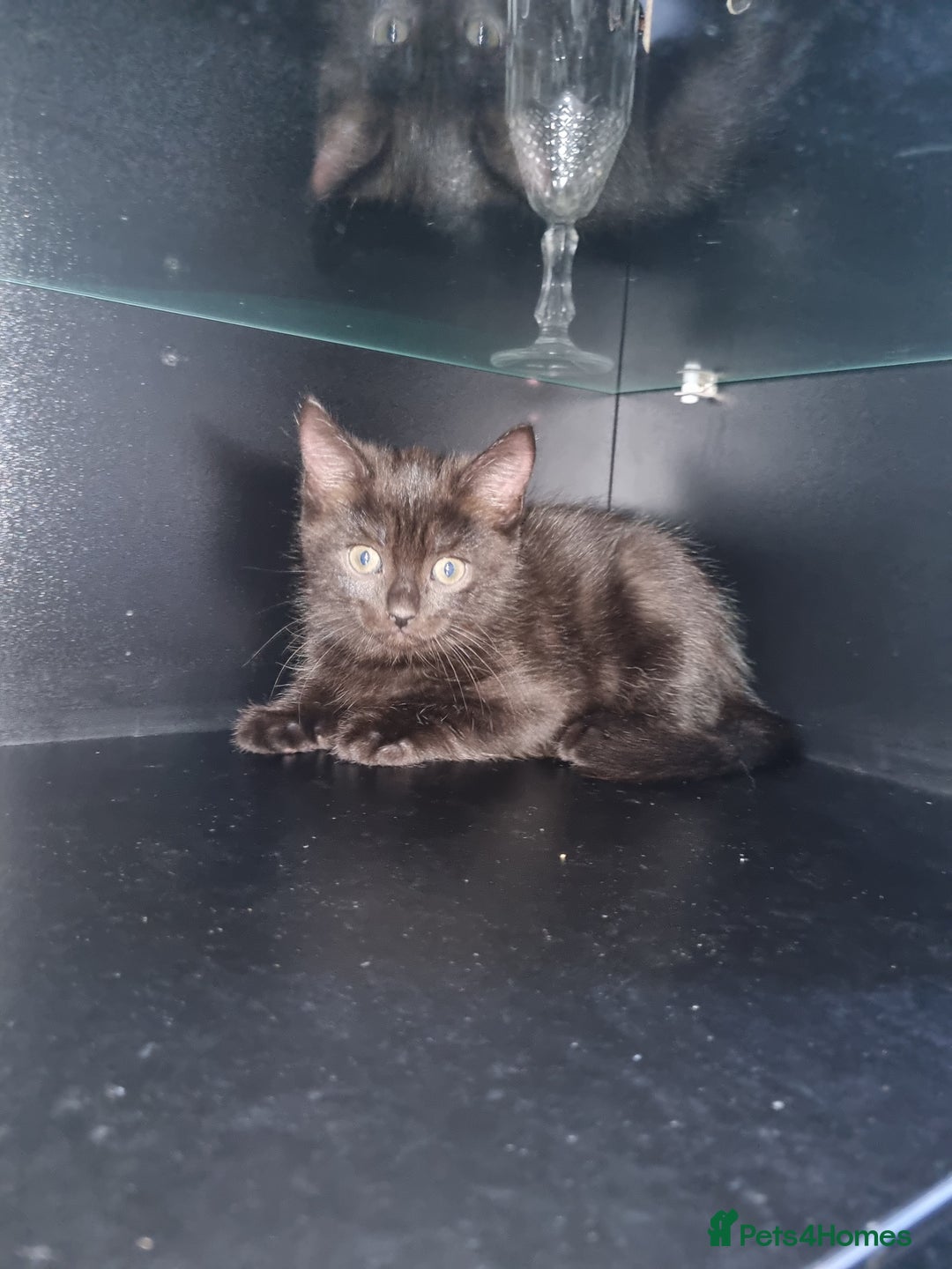Ragdoll cats for sale: Ragdoll X Bengal - Image 2