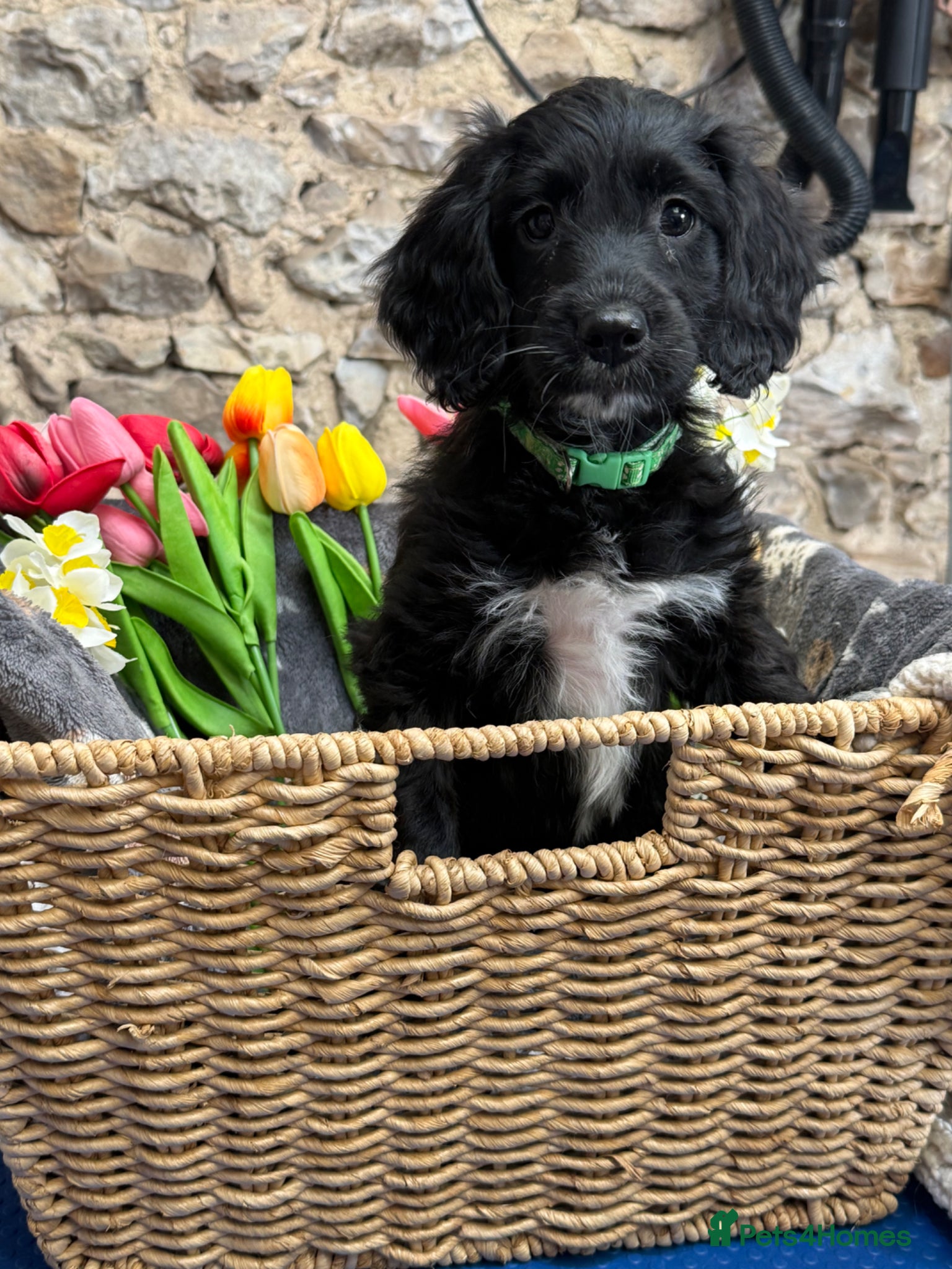 Sproodle dogs Gorgeous Merle Sproodle Puppies - Advert 1