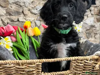Sproodle dogs Gorgeous Merle Sproodle Puppies - Advert 1