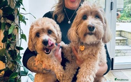 Maltipoo dogs for sale: Maltipoo - Image 8