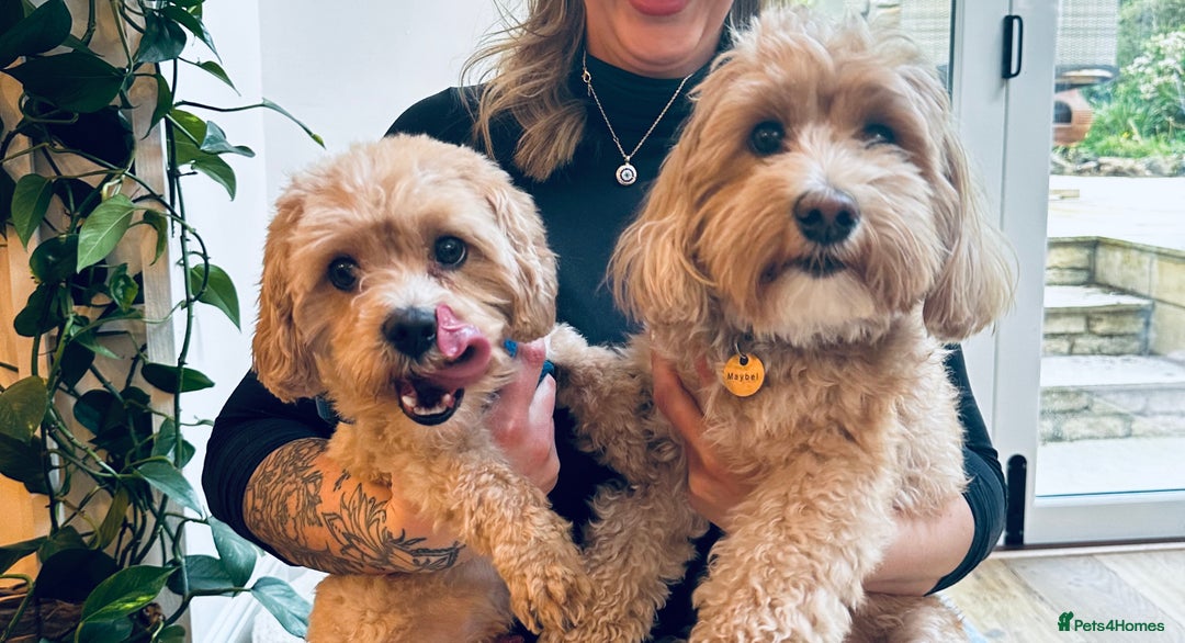 Maltipoo dogs for sale: Maltipoo - Image 8