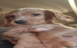 Cocker Spaniel dogs for sale: KC REGISTERED COCKER SPANIEL WORKING LINE PUPS  - Image 14