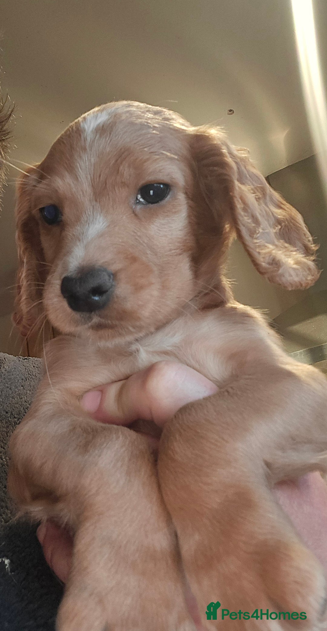 Cocker Spaniel dogs for sale: KC REGISTERED COCKER SPANIEL WORKING LINE PUPS  - Image 14
