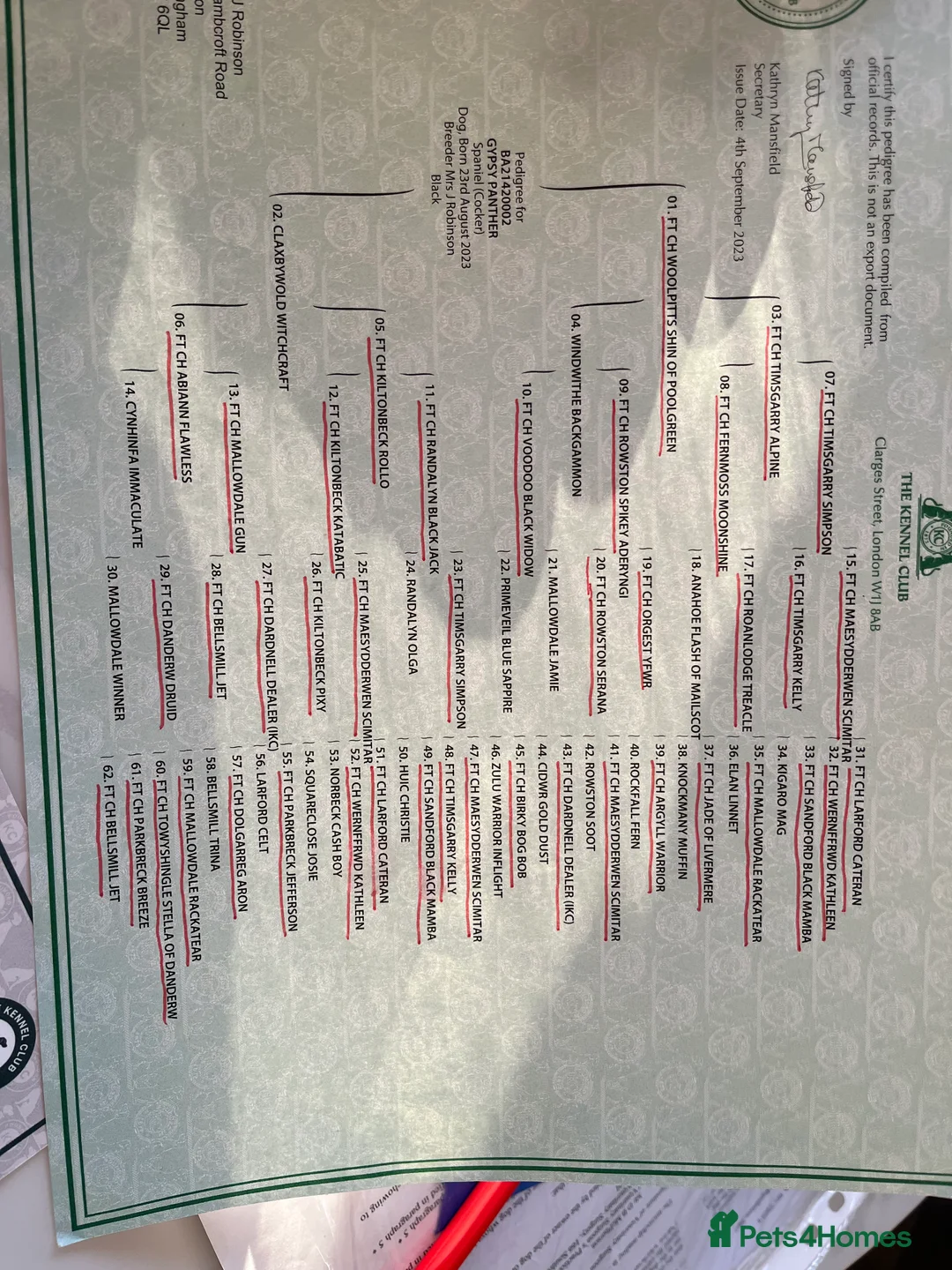 Cocker Spaniel dogs for stud: KC REG CHAMPION BRED COCKER STUD DOG in Sandbach - Advert 5