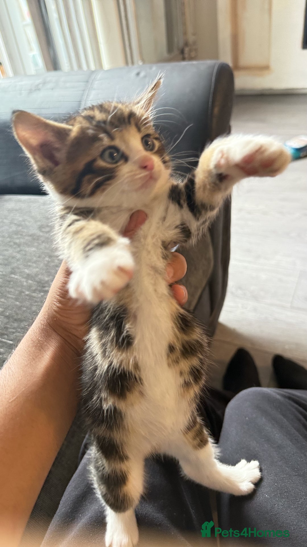 Mixed Breed cats for sale: 7 mix breed healthy kittens  in Sheffield - Image 2