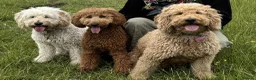Mini Goldendoodle dogs for stud: Chestnut coloured Miniature Golden Doodle in Chertsey - Advert 6