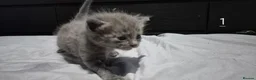 Mixed Breed cats for sale: Gorgeous grey kittens in Nottingham - Advert 10
