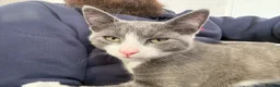 Domestic Shorthair cats for sale: Gorgeous Grey and White Boy kitten for sale in Birkenhead - Advert 10