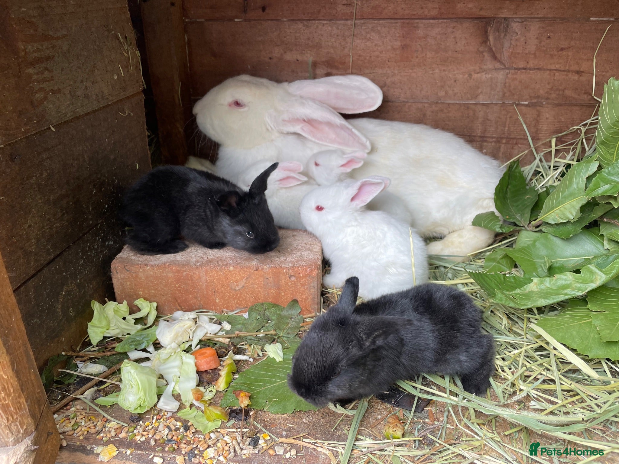 Continental Giant rabbits Continental Giant Rabbits. Colours available. - Advert 1