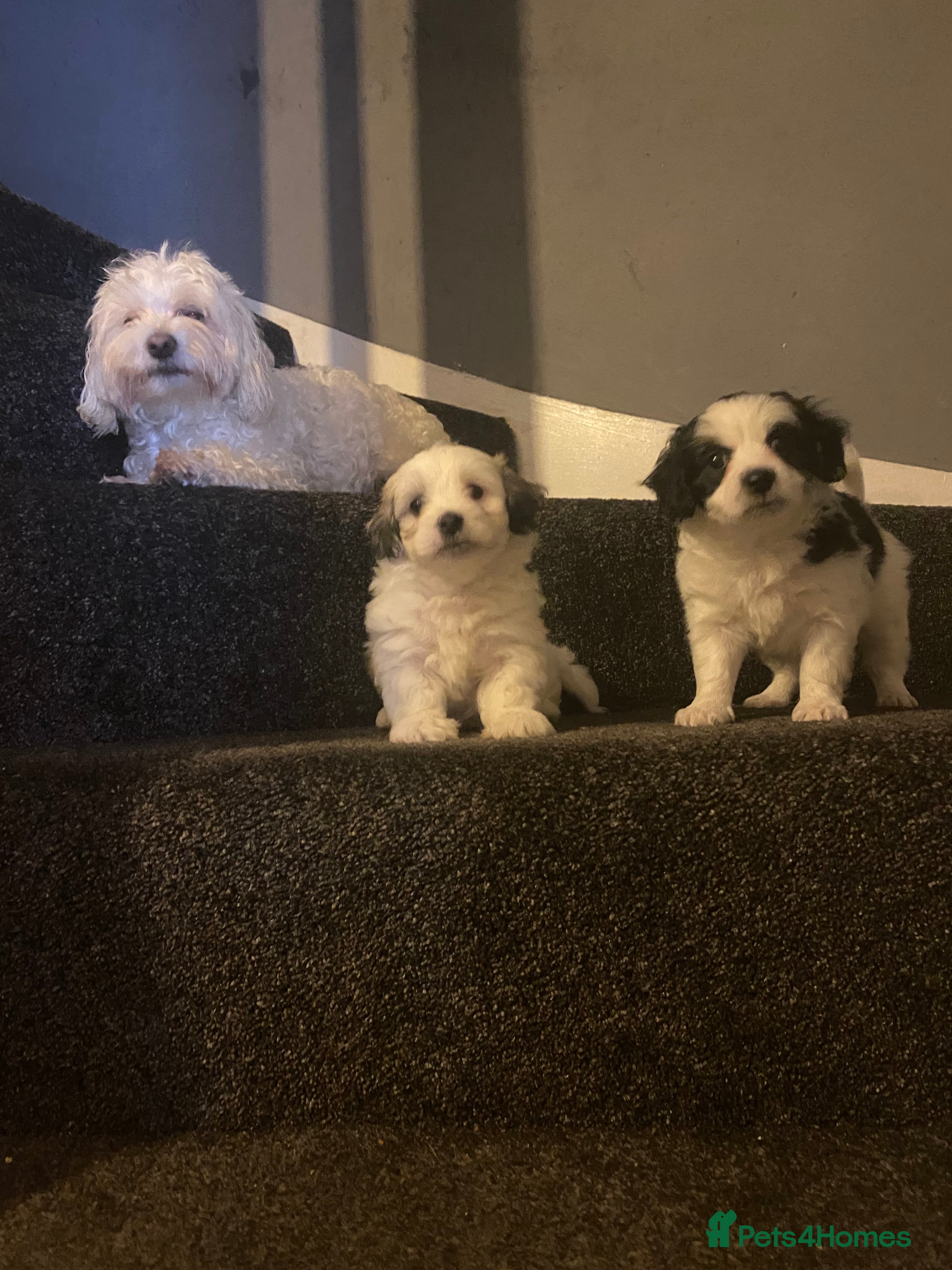 Maltipoo dogs Beautiful litter of maltipoo puppies - Advert 7