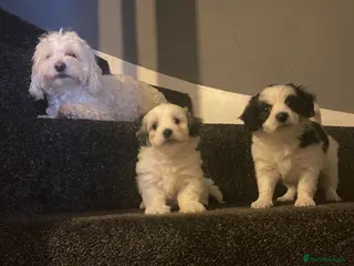 Maltipoo dogs Beautiful litter of maltipoo puppies - Advert 7