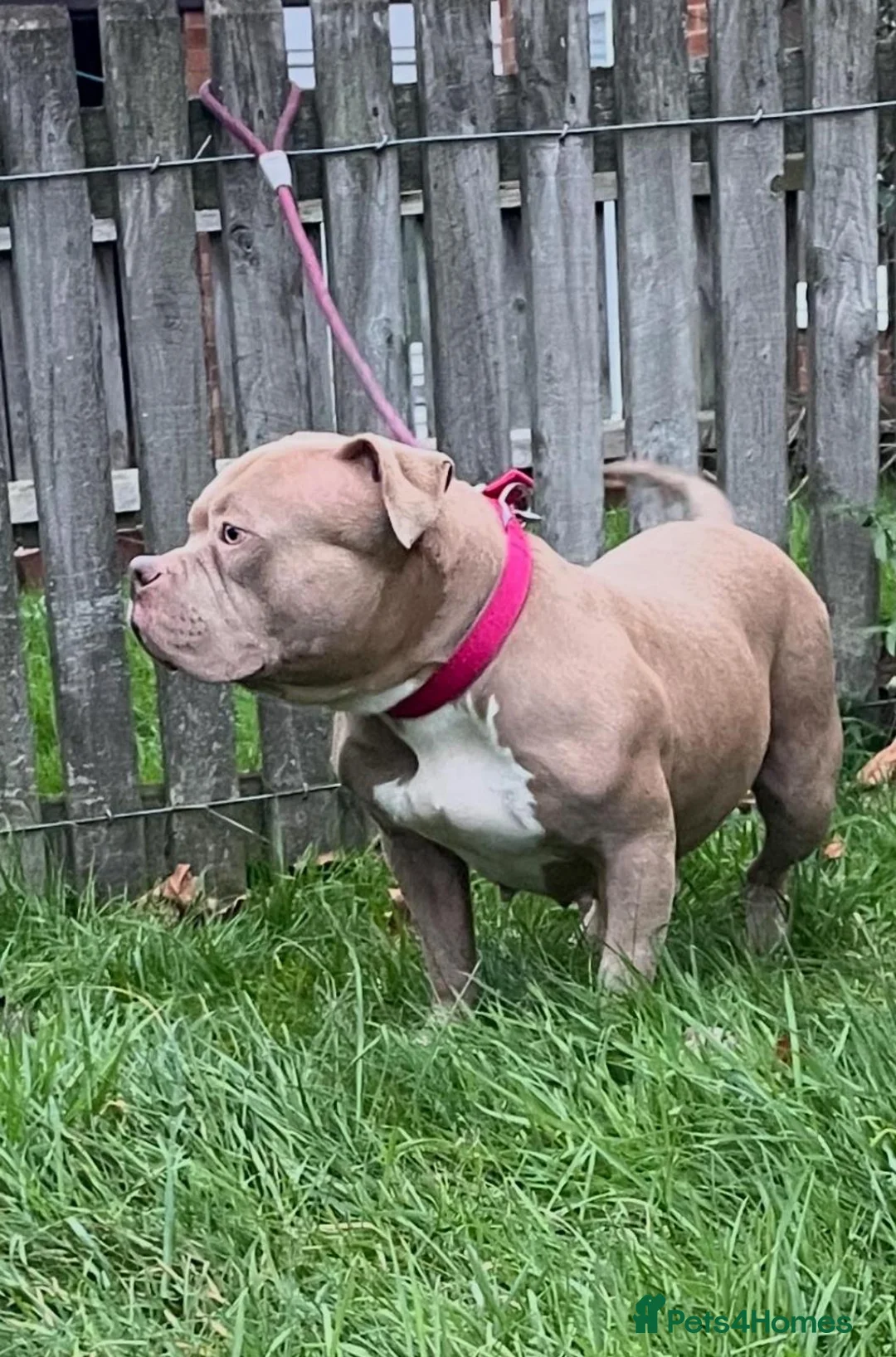 American Bully dogs for sale: Pocket bully female for sale  - Advert 2