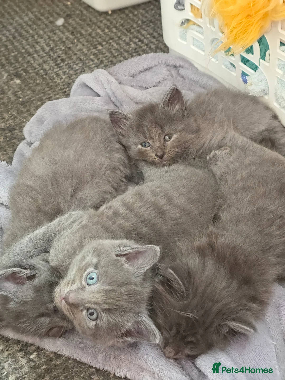 Mixed Breed cats for sale: 4 beautiful grey kittens 3 fluffy one smooth coat in Maidstone - Advert 2