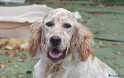 English Setter dogs for adoption: Figo  - Image 1