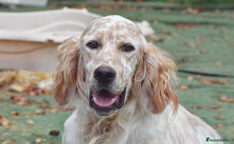 English Setter dogs - Advert 2