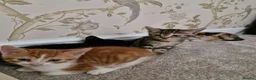 Mixed Breed cats for sale: Kittens Ready Now in Basildon - Advert 3