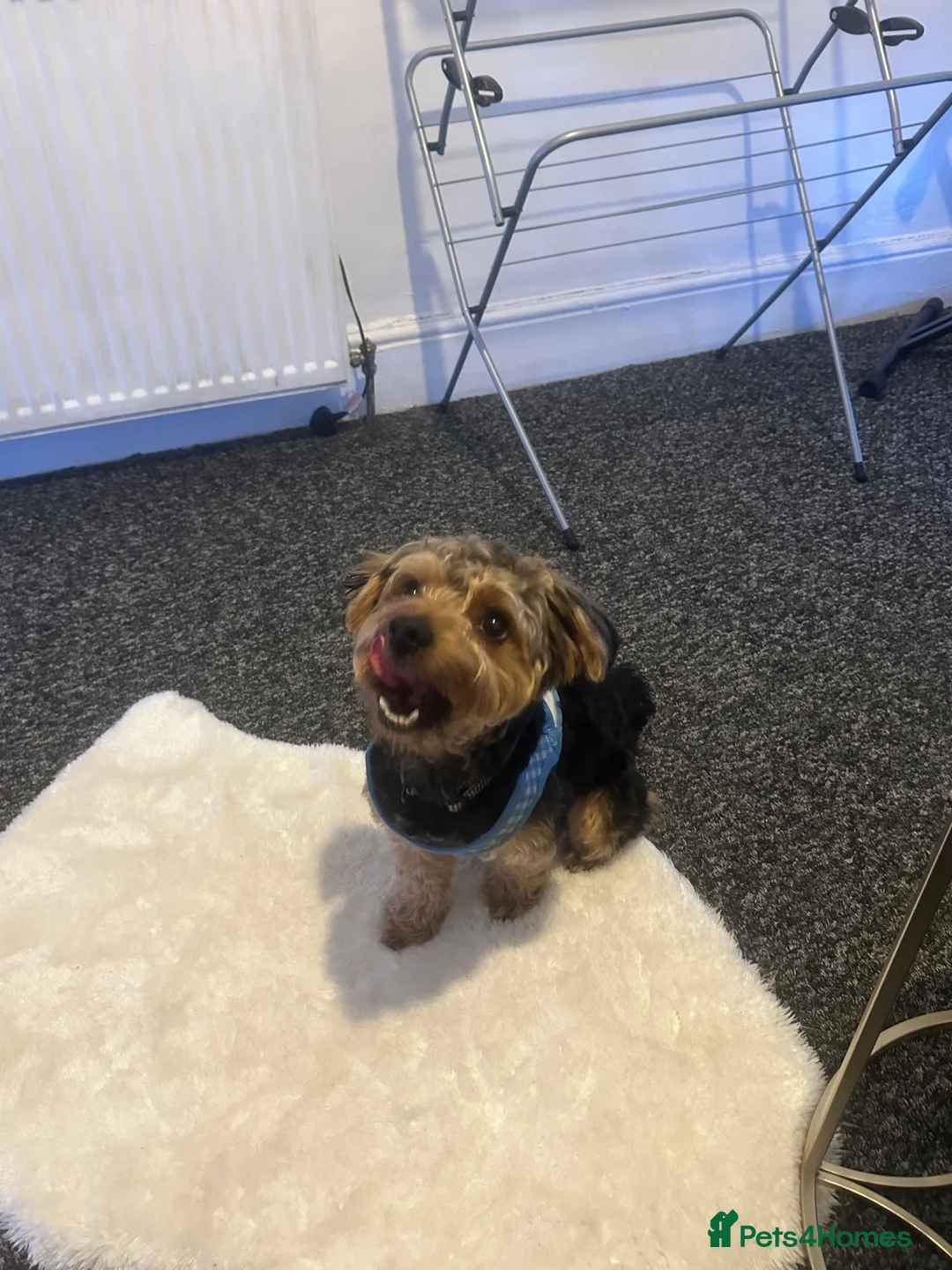 Yorkiepoo dogs for sale: Teddy  - Advert 7