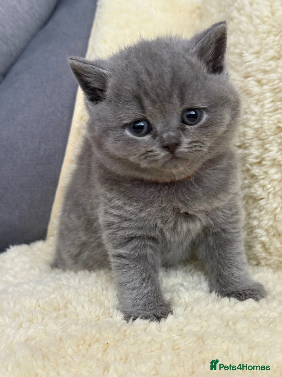 British Shorthair cats for sale: British shorthair kittens 💕💙💕 in Wrexham - Advert 14