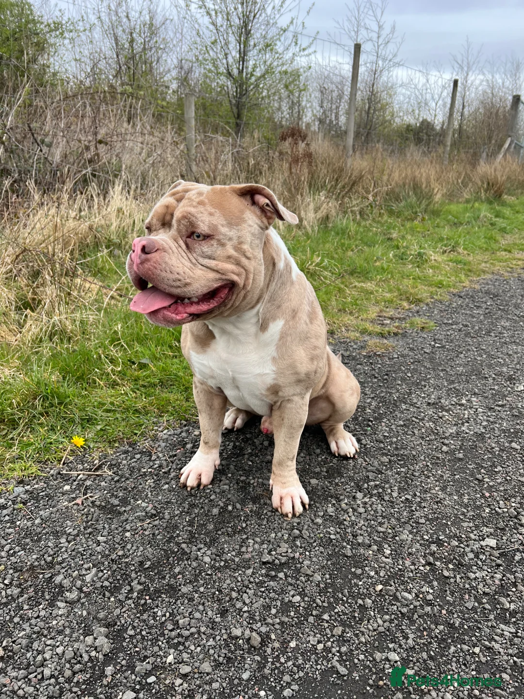 American Bully dogs for stud: AMERICAN POCKET BULLY (FOR STUD) in Airdrie - Advert 2
