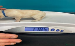 Labrador Retriever dogs for sale: Equal parts adventure and sofa buddies (Labradors) - Image 26