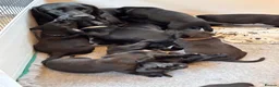 Labrador Retriever dogs for sale: Quality Black Labrador Girls - Advert 7