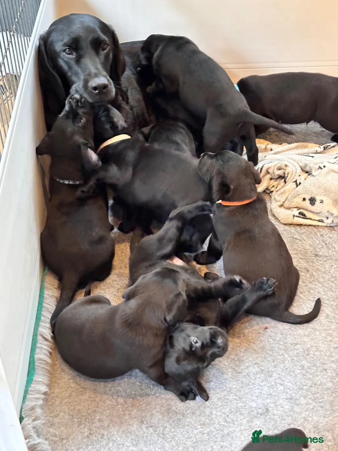 Labrador Retriever dogs for sale: Quality Black Labrador Girls - Advert 7