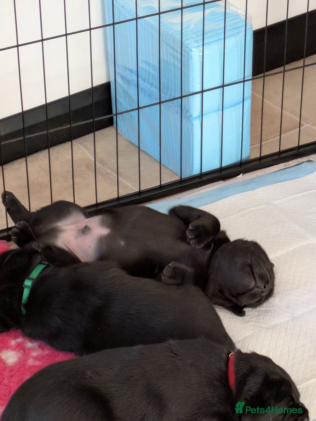 Labrador Retriever dogs for sale: Stunning chunky kc reg pups, parents health tested - Advert 7