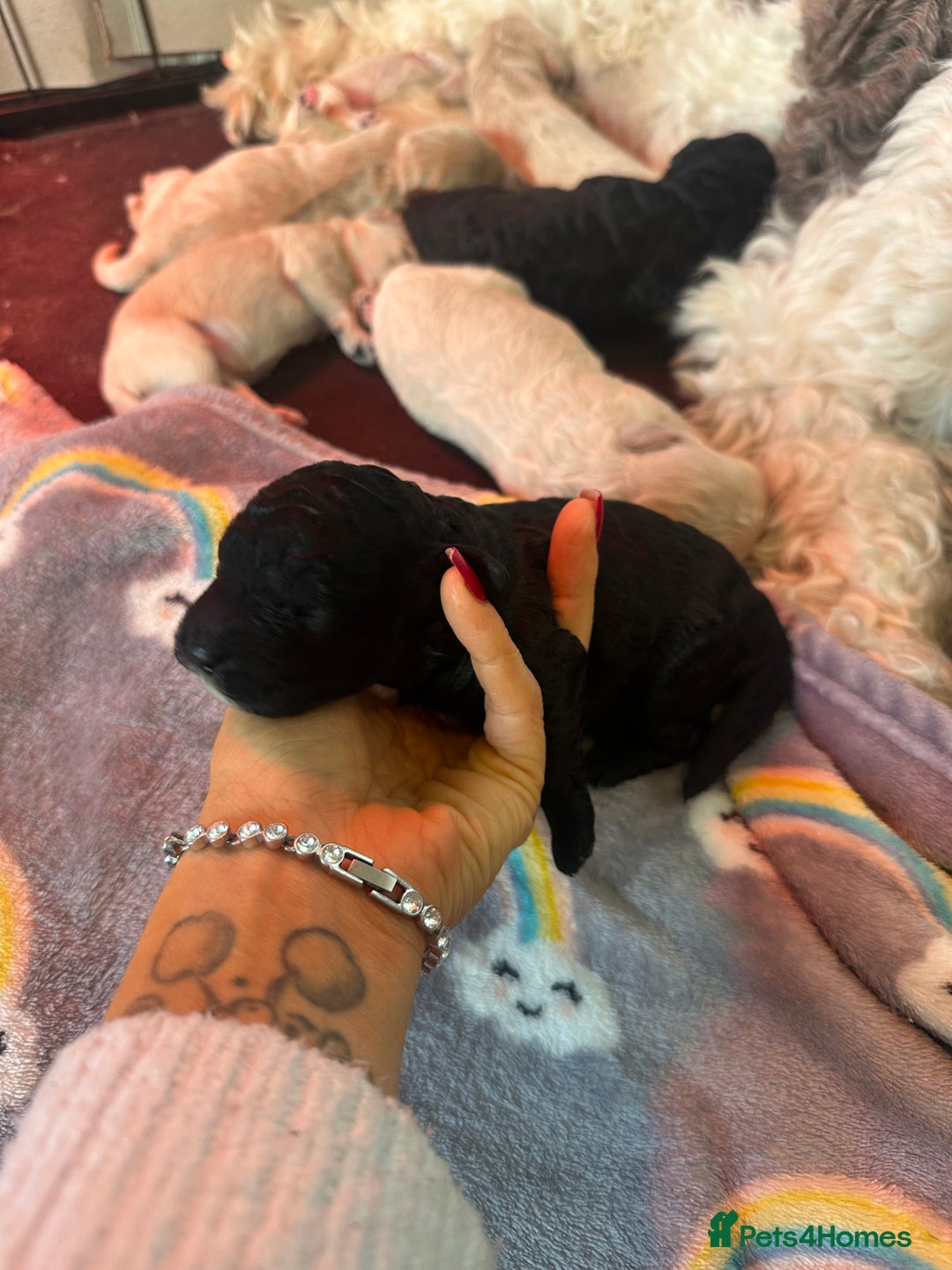 Cockapoo dogs for sale: F1B cockapoos  - Advert 8