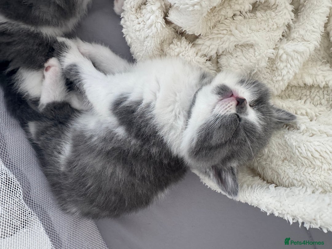 British Shorthair cats for sale: Pedigree British shorthair (Bi colour gene) in Birmingham - Image 20