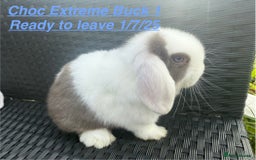 Mini Lop rabbits for sale: Mini Lops Bunnies. READ DESCRIPTION - Updated 22/7 in Chard - Image 5