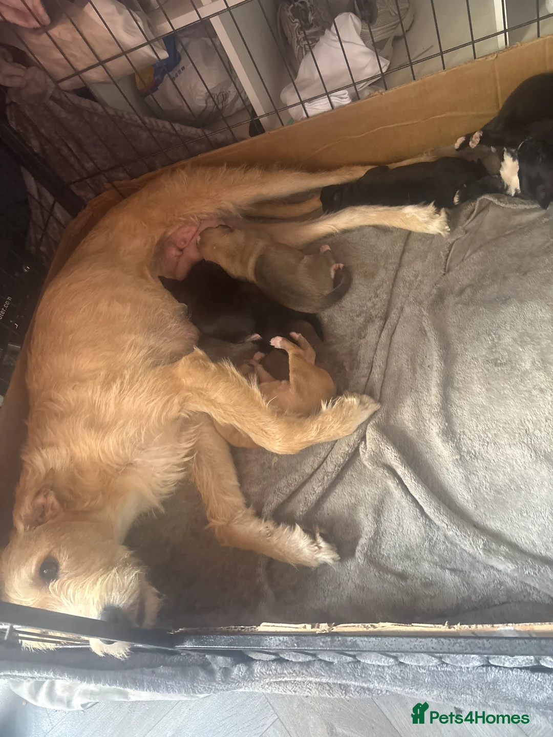 Mixed Breed dogs for sale: Wheaton bull greyhound  in Houghton le Spring - Advert 2