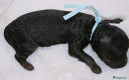 Cavapoo dogs for sale: Extensively health tested F1b curly Cavapoos  - Image 4