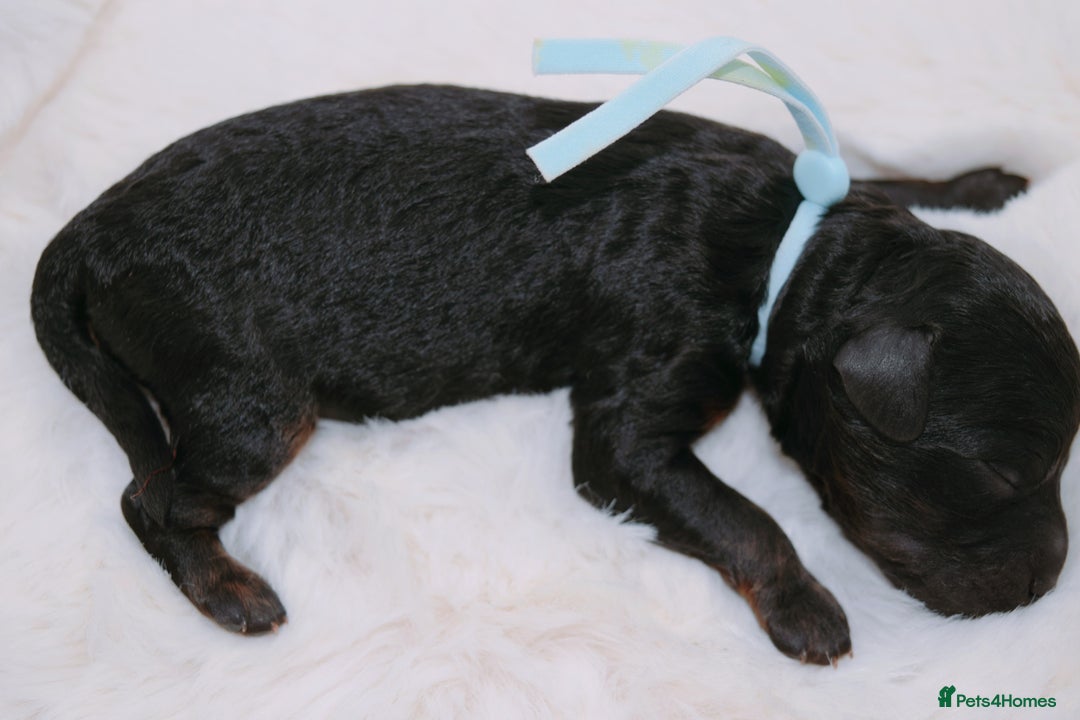 Cavapoo dogs for sale: Extensively health tested F1b curly Cavapoos  - Image 4