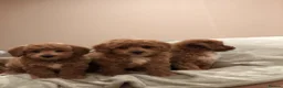 Cavapoo dogs for sale: 🐾Adventures of a curly cavapoo🐕 in Chessington - Advert 8