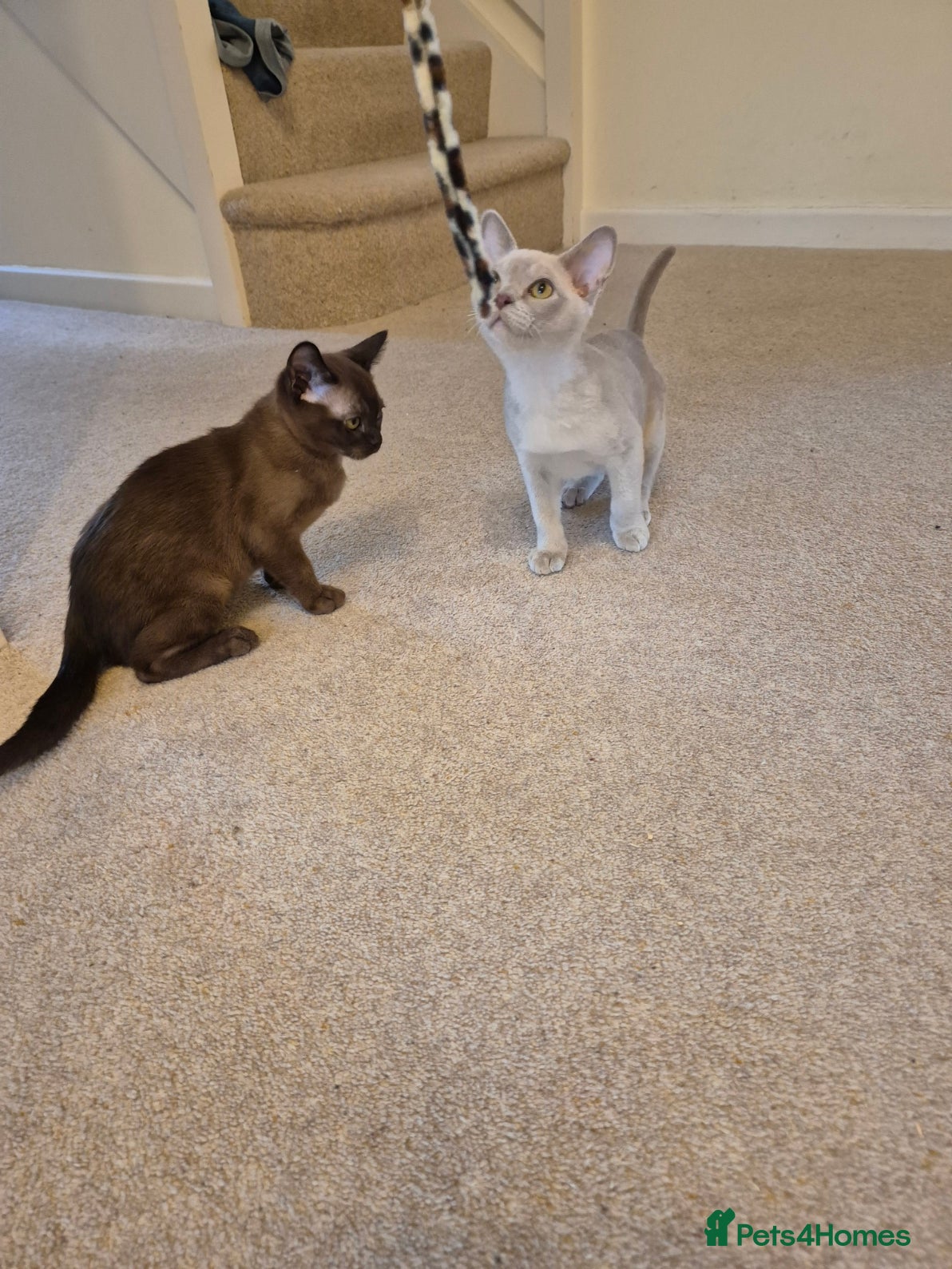 Burmese cats for sale: Pedigree Burmese Kittens Available - Advert 14
