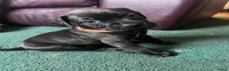 Mixed Breed dogs for sale: Sprocker spaniel x Frenchie-Pei  - Advert 8
