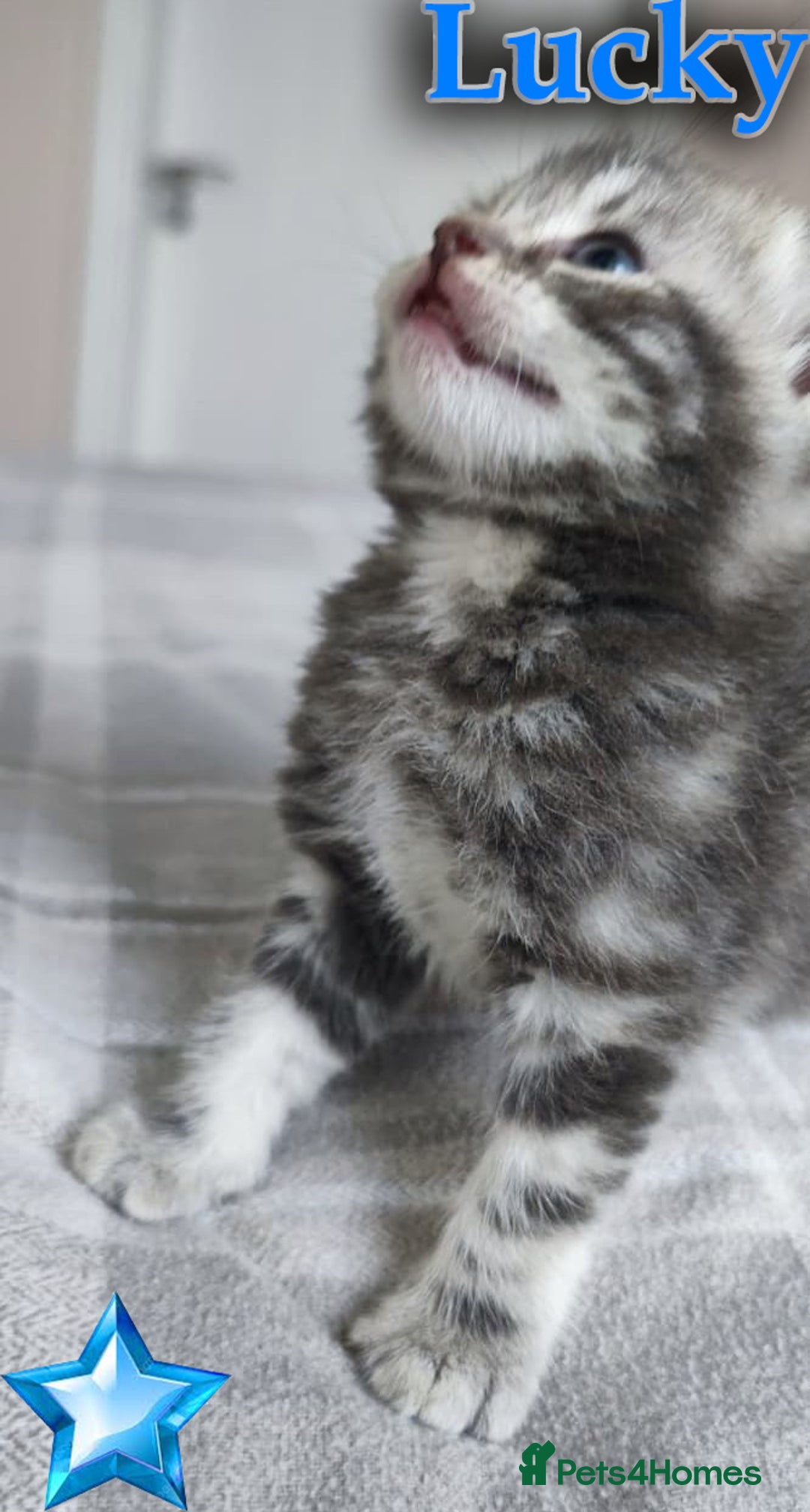 British Shorthair cats for sale: LAST ONE LEFT-Pedigree GCCF Pure BSH Tabby Kittens - Advert 2