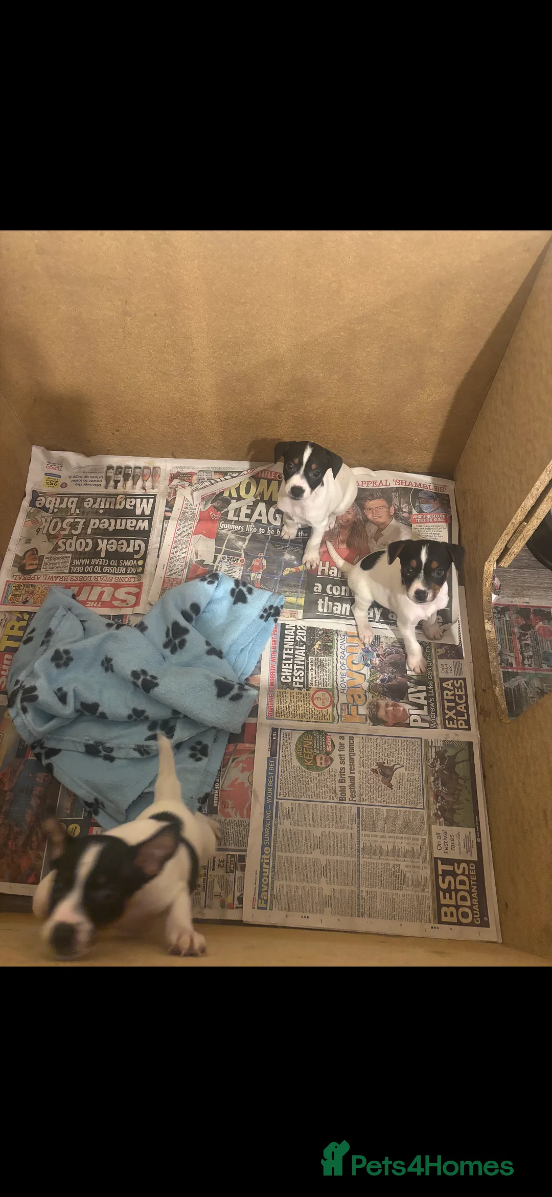 Jack Russell dogs for sale: Beautiful Jack Russel puppies  - Advert 2