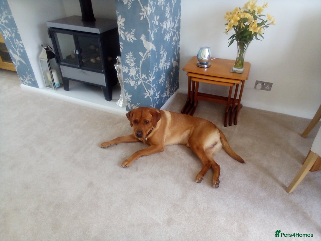 Labrador Retriever dogs for sale: Fox red Labrador Retreiver - Image 2