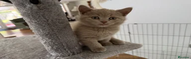 British Shorthair Kitten 4