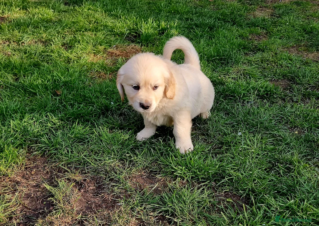 Golden Retriever dogs for sale: READY NOW Beautiful Golden retriever puppies - Advert 2