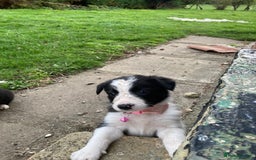 Border Collie dogs for sale: 12 Border Collie Puppies for sale  - Image 4