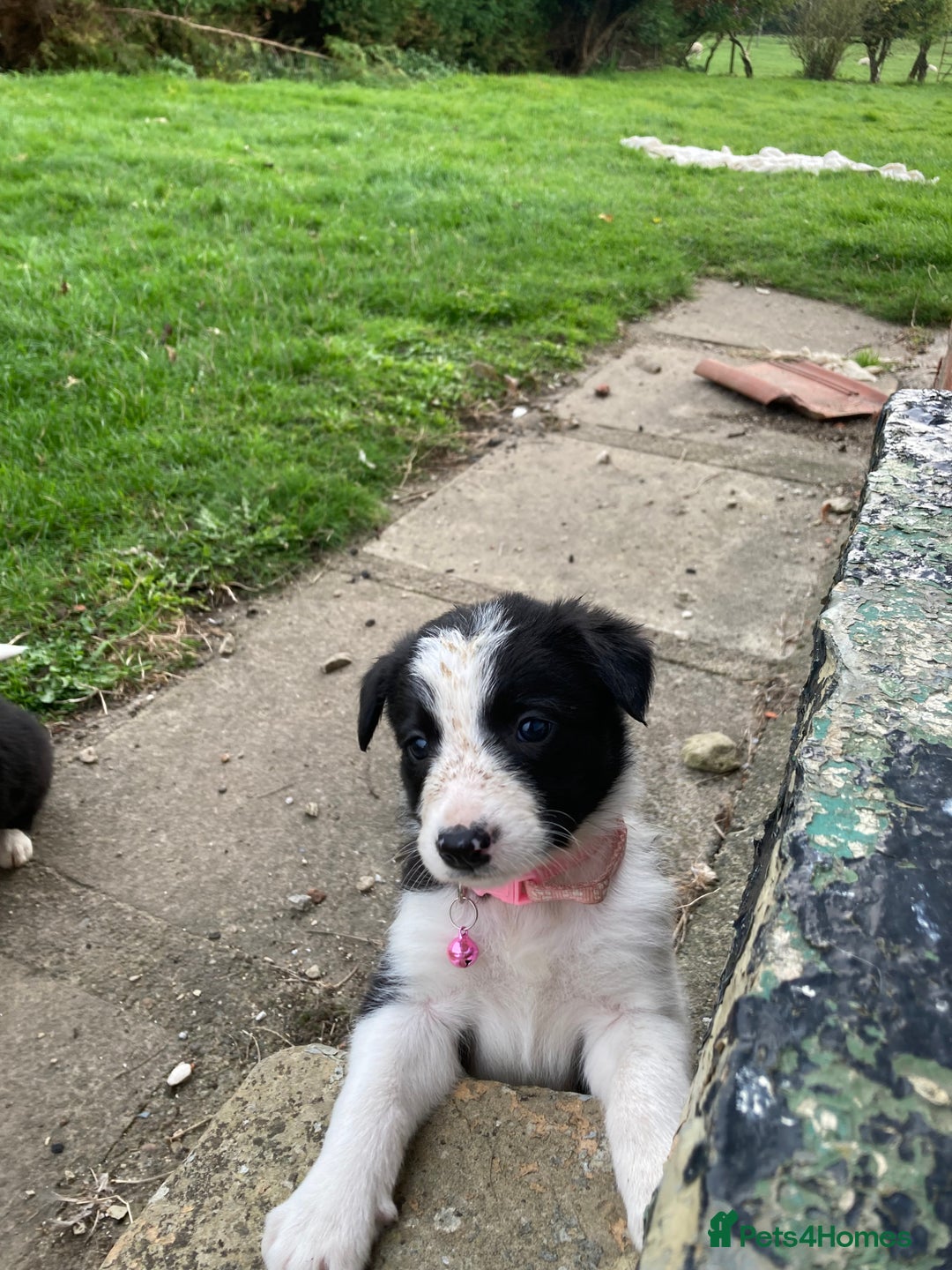 Border Collie dogs for sale: 12 Border Collie Puppies for sale  - Image 4