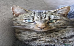 American Bobtail cats for sale: Cuddly Lap Cat - Image 2