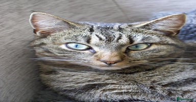American Bobtail cats - Advert 12