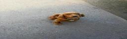 Cocker Spaniel dogs for sale: Working Cocker Spaniel pups in Markfield - Advert 2
