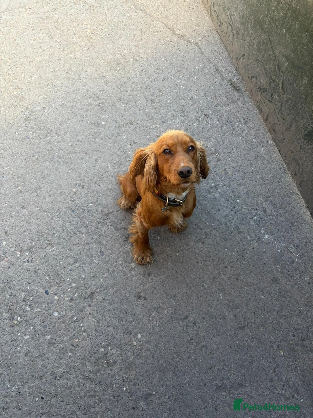 Cocker Spaniel dogs for sale: Working Cocker Spaniel pups in Markfield - Advert 2