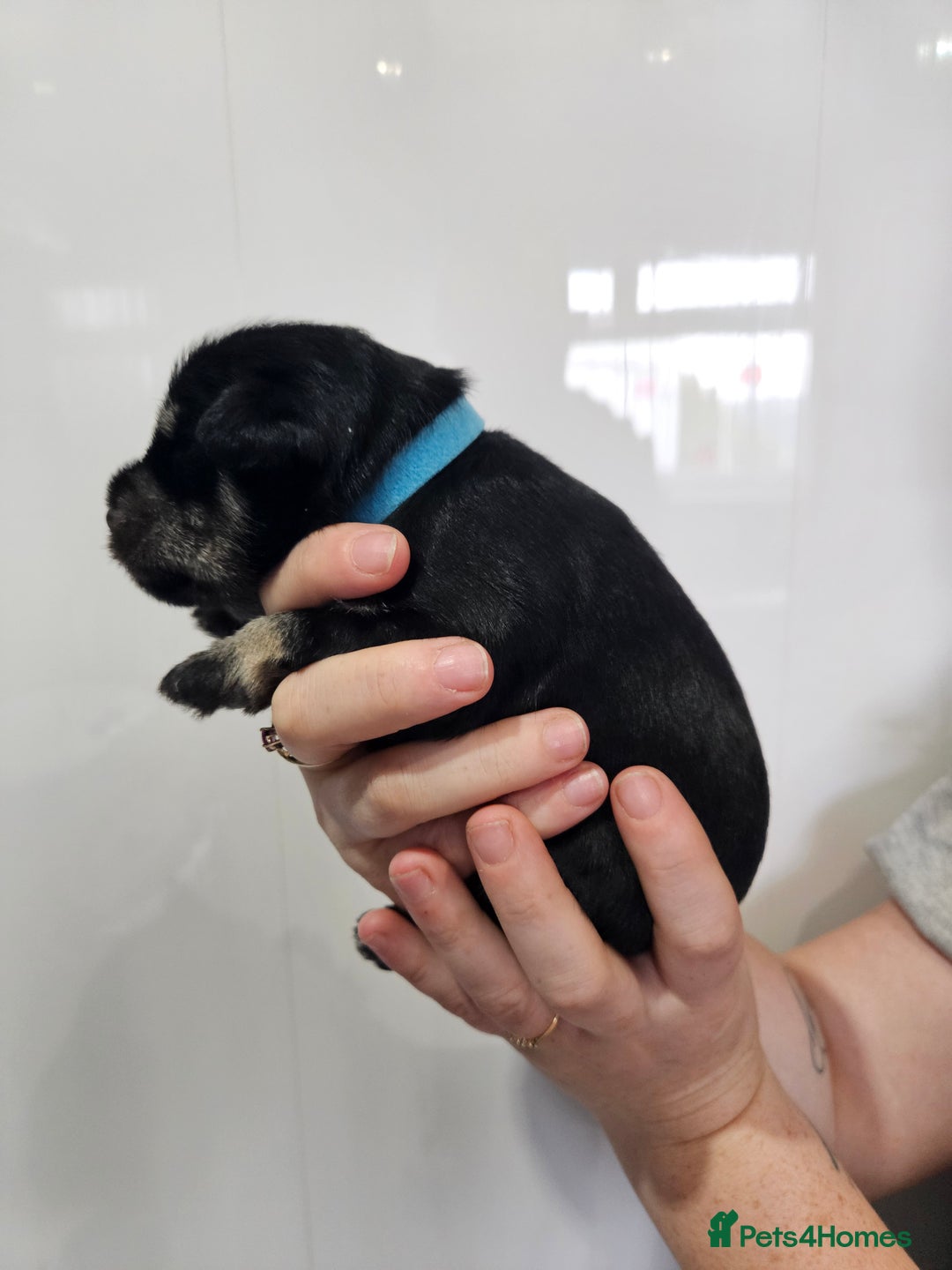 Miniature Schnauzer dogs for sale: Miniature schnauzer's due, KC, Mac, low COI - Image 27