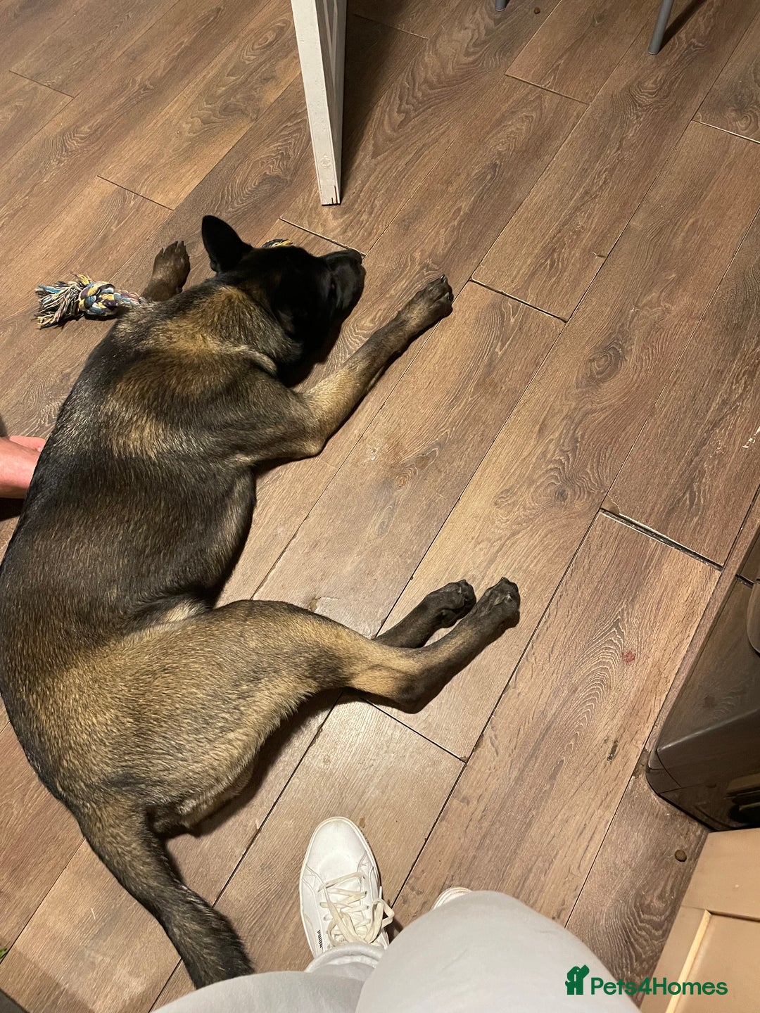 Belgian Shepherd Dog dogs for stud: Belgian Malinois x American Akita for Stud - Image 3
