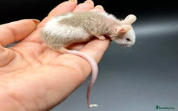 Mouse rodents for sale: Fancy Mice - Standard, Rex, Double Rex (Hairless)  - Image 7